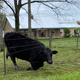 I interrupted this cow’s ruminations